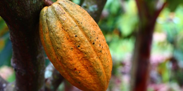02/11/18 Côte-d'Ivoire : les déchets de cacao convertis en électricité